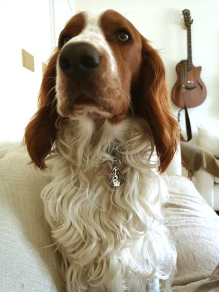 springer spaniel en.jpg